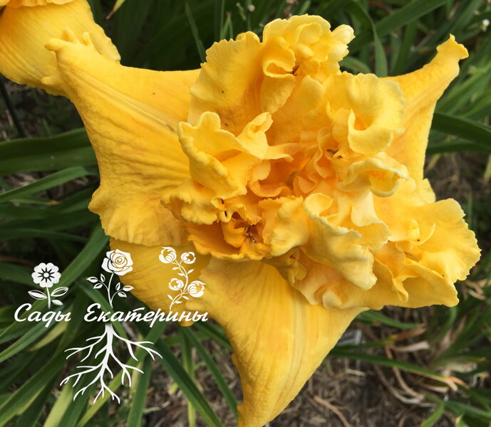 №41 Truffle Sunrise 