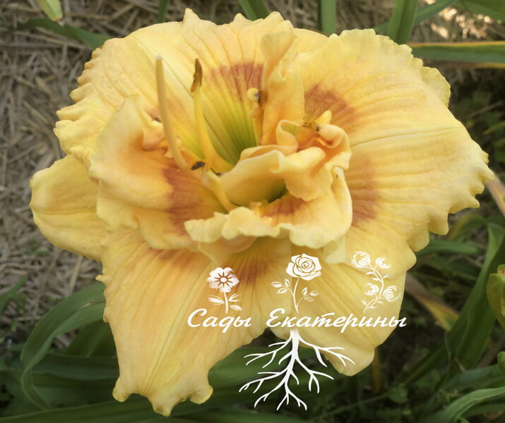 № 237 APRICOT CREAM TRUFFLE