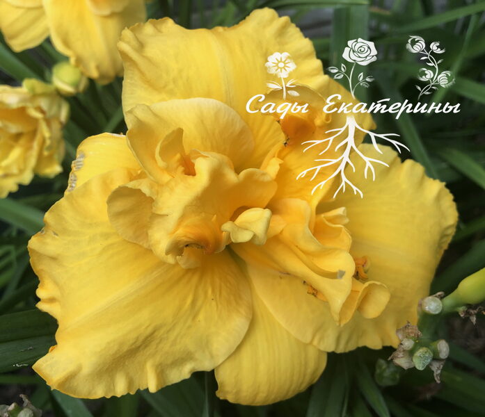 №38 Layers of Gold