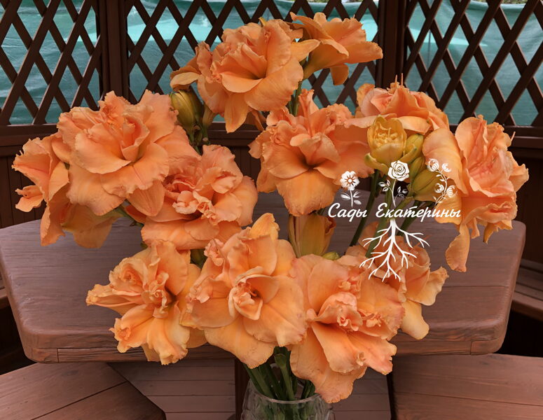 №36   Isabel Marafi