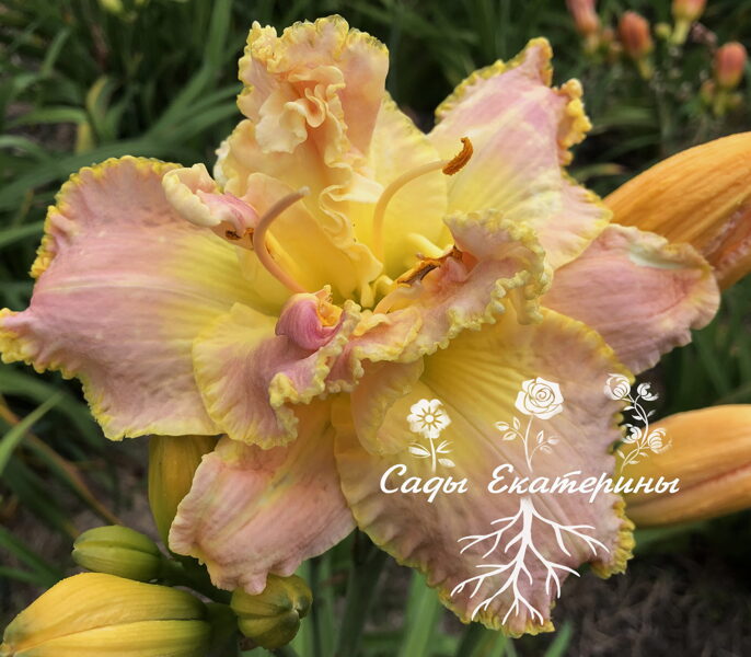 № 30 JEANNE  ROWLES