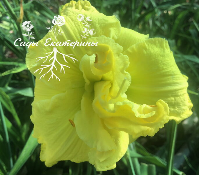 № 233 LEMONBERRY TRUFFLE