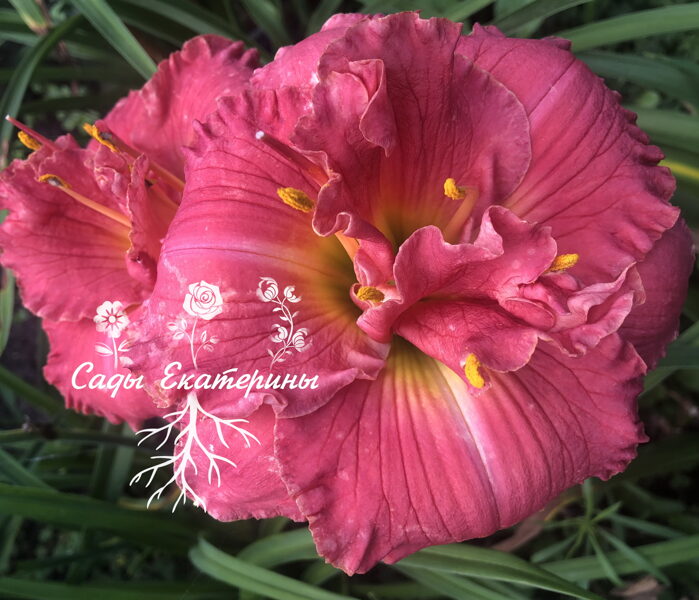  № 326  GIFTS OF SPRING