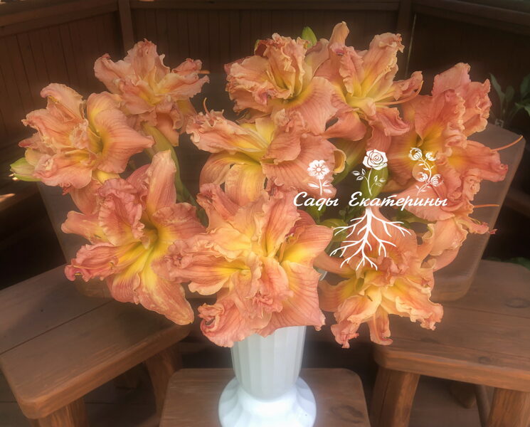 №203  Memories of Treva