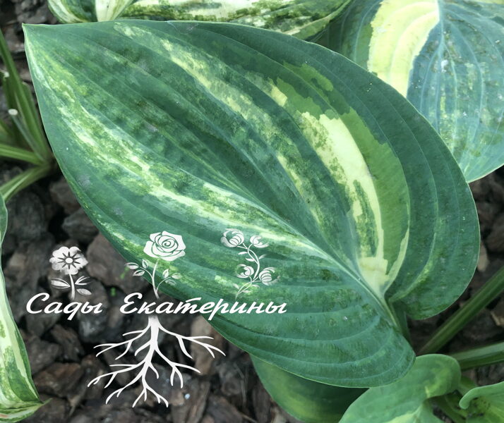   №271   Sally and Bob 