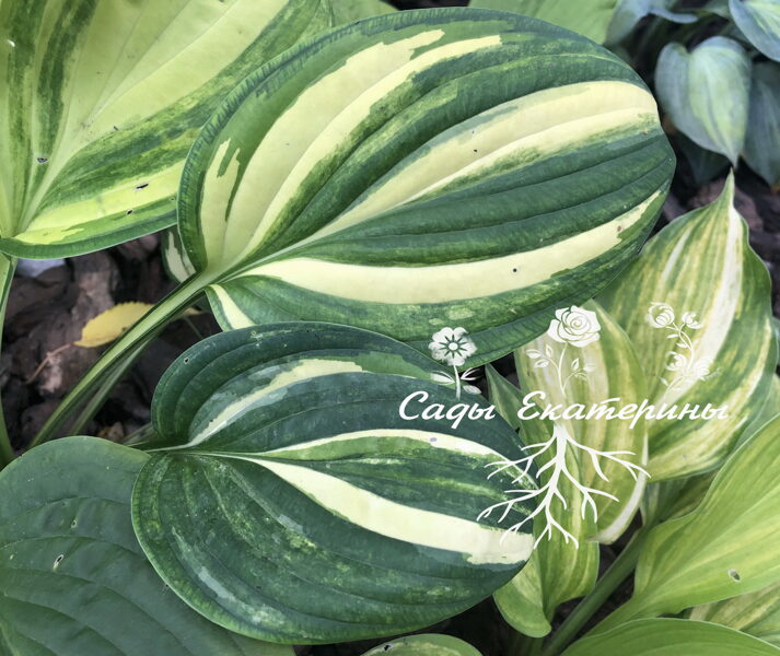  № 168  William Lachman 