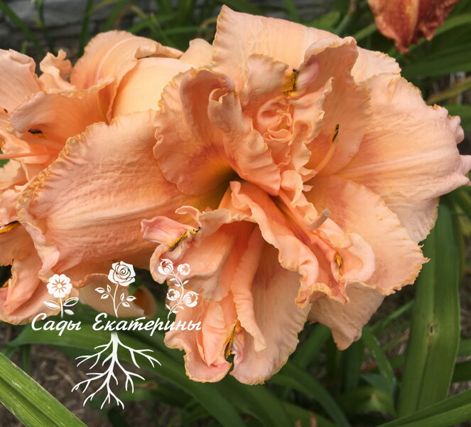   № 212  PICKLE ME PINK