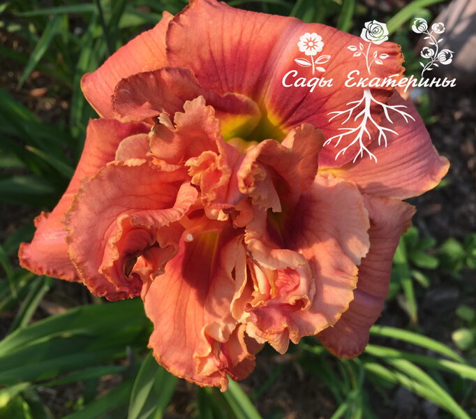  № 328  DOUBLE ORANGE ANGEL WINGS