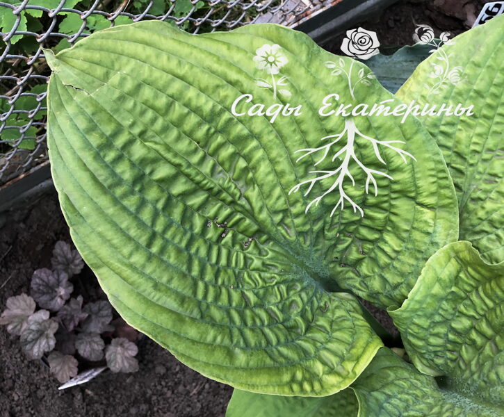  № 351  Pebble Creek     