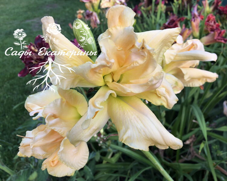 №214  Fluttering Beauty