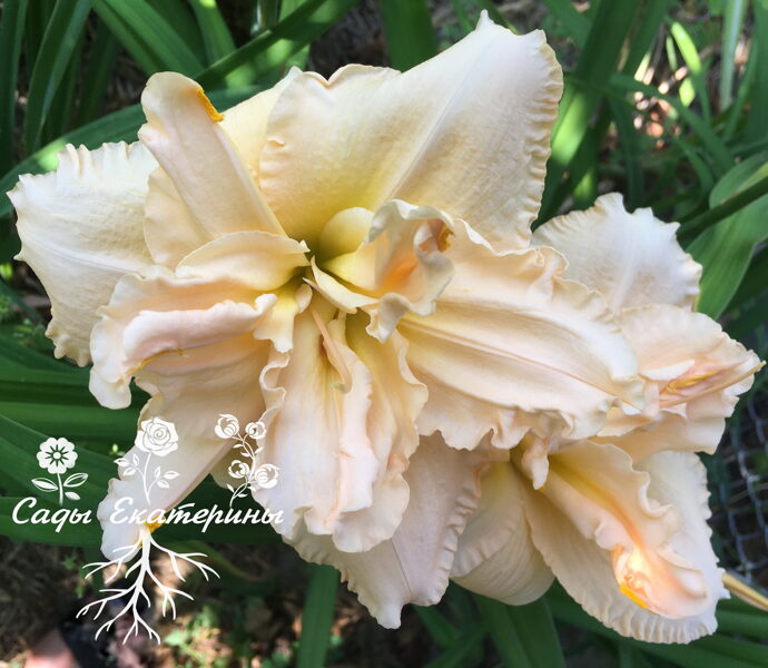 № 252    Bubbling Over