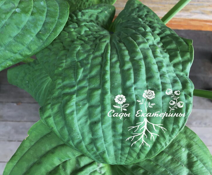  №  323    Step Brother