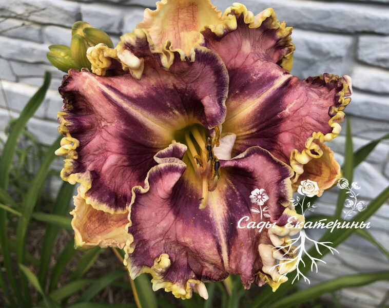  № 425  Venetian Ruffles