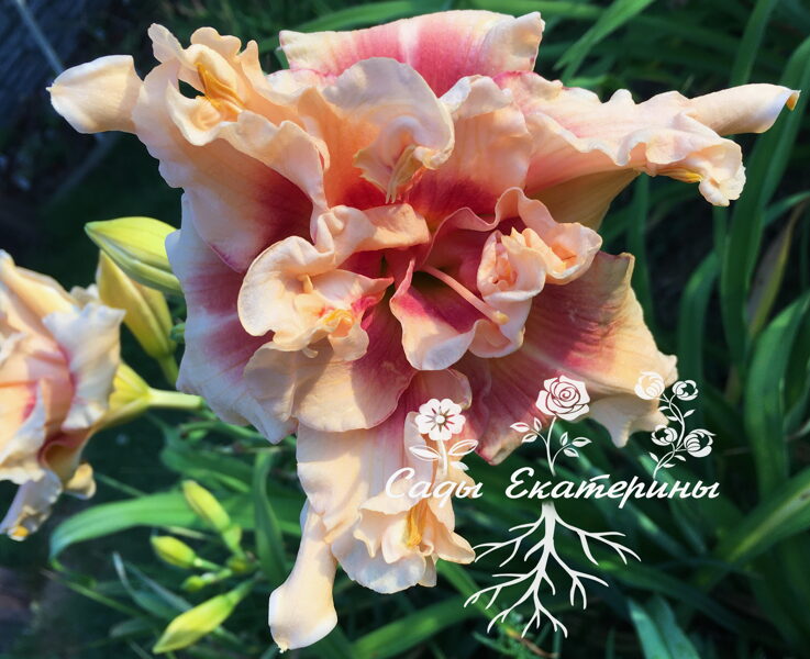 №175 Arms Reaching Out