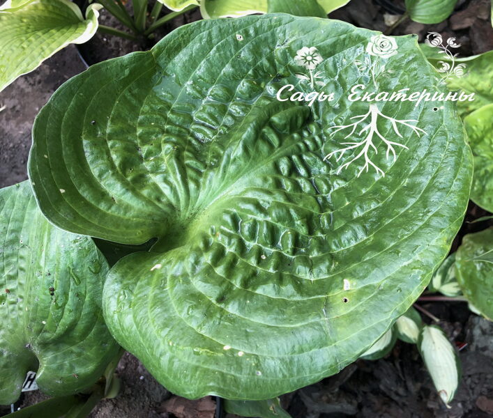  №  231  Heavy Duty 