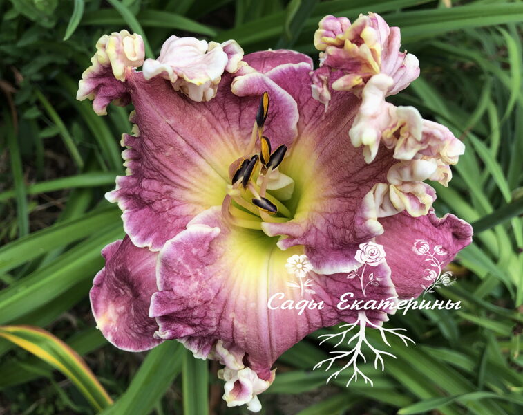   № 457  Sexy Samanta   