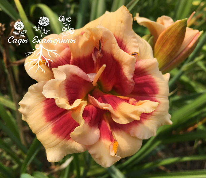  №265  Double Cherries Duet