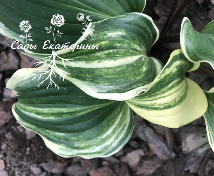  № 119 Exotic Treasure 