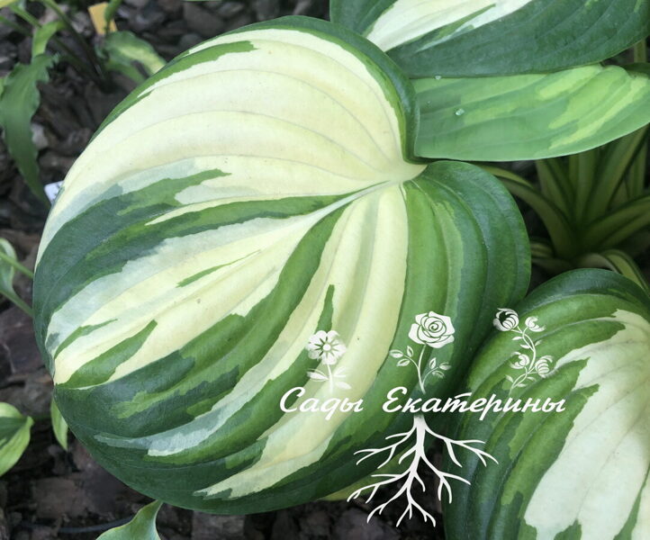  №  165 Fragrant Princess