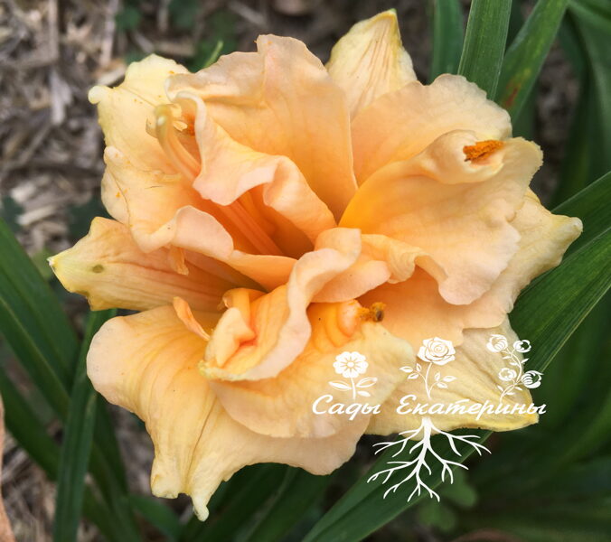 №131 Little Suncatche 