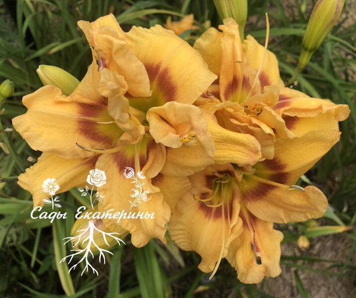  № 316 Приморский фестиваль  