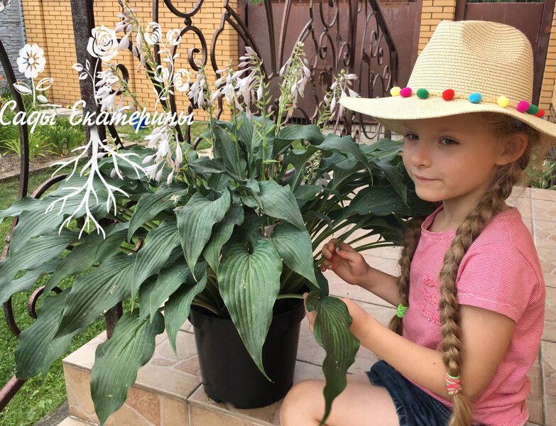 № 274    Elvis Lives