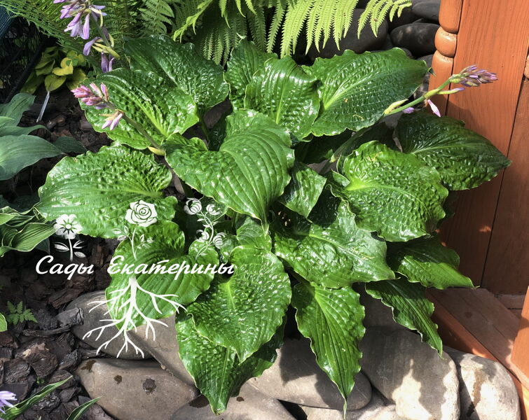  № 173  Lakeside Prophecy    