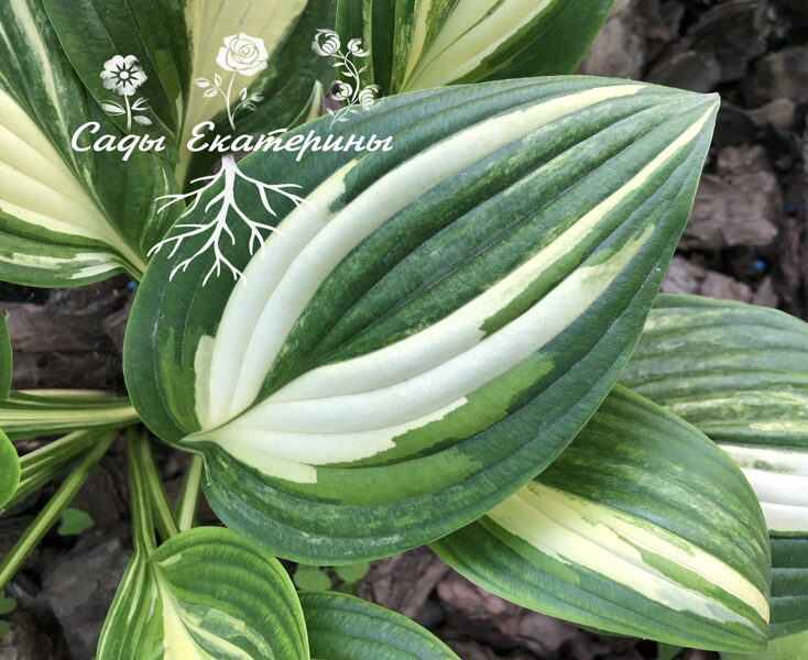   № 204 Green Marmalade