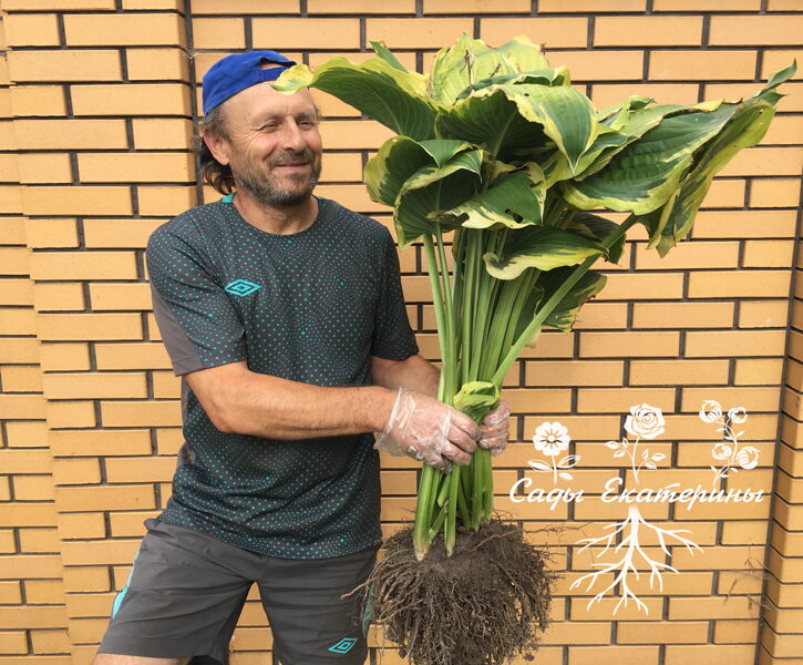 №103 Seducer (Седьюсер)