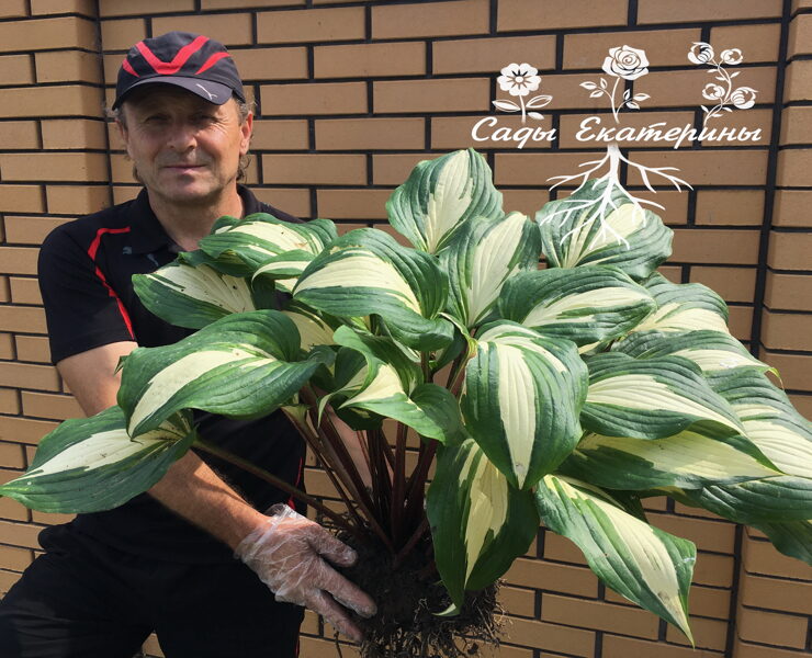 №86 Raspberry Sundae ( Малиновый пломбир)