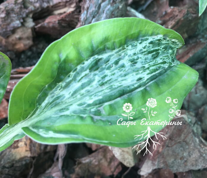 №110 Winter Lightning