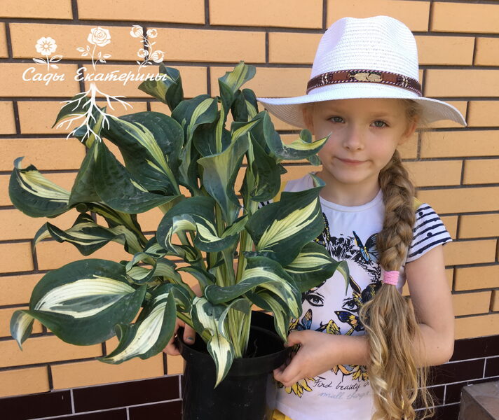  №111  “ Bullfrog”