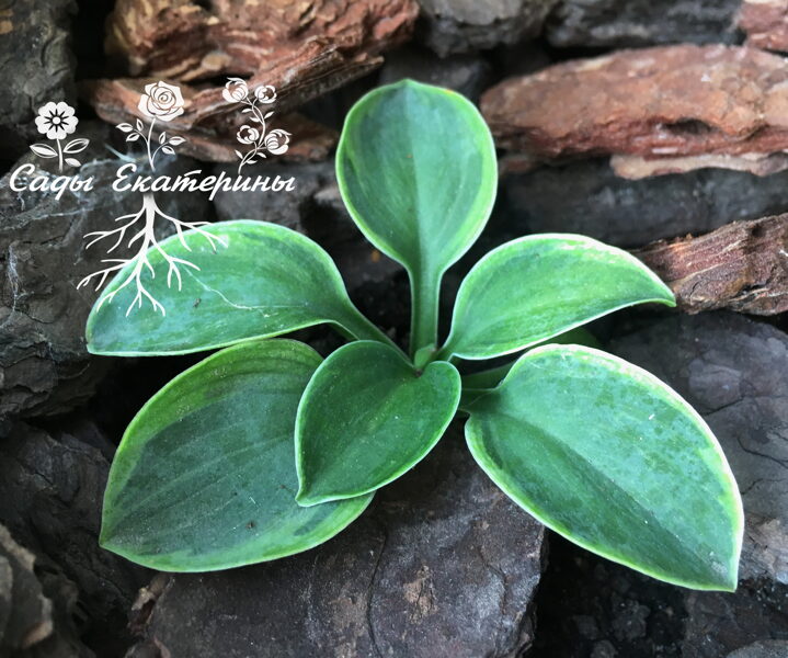  № 51  Kafka`s Mouse 