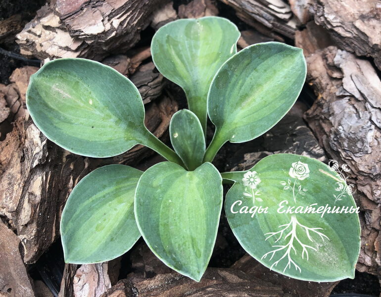 №29  "Mystic Mouse"