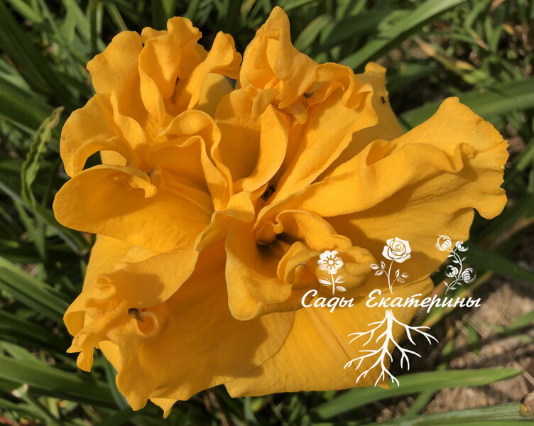 №251  Cheddar Explosion