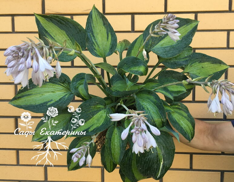 №88 Touch of Class (Тач оф Класс)