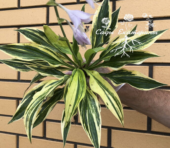  № 254  Striped Weasel