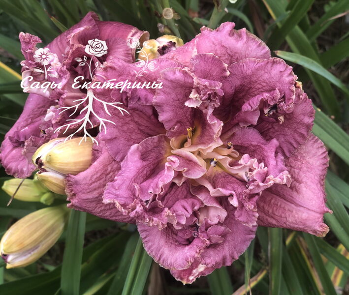 №163 Word Of Honor