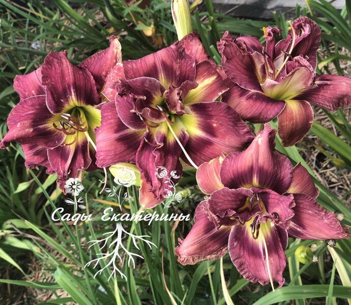 №219  Марсианский закат