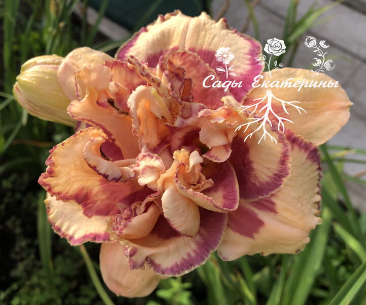 №39  Lovely Confection