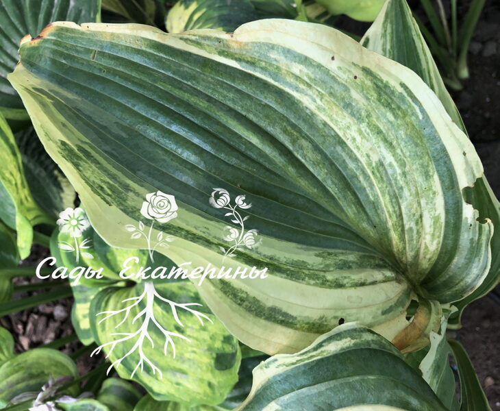  № 395 Valley's Walk the Line 