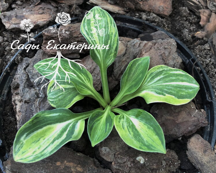  № 47  Armored mouse 