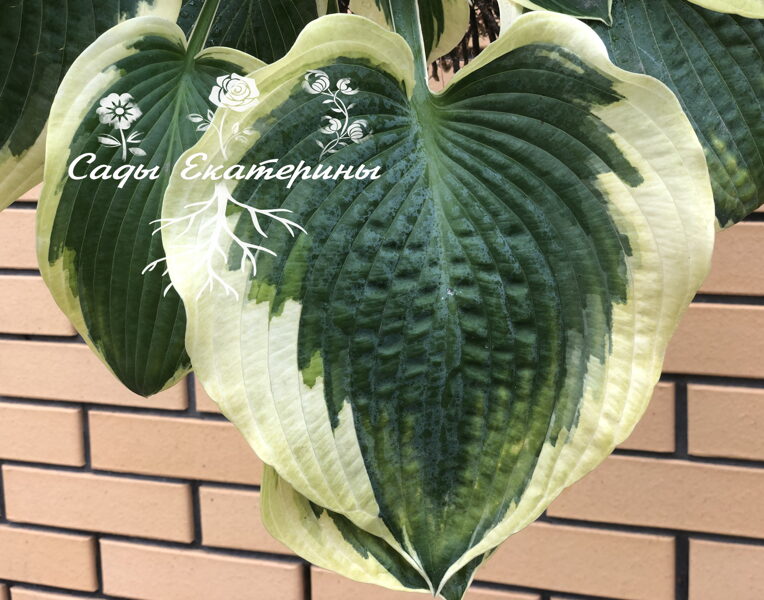  № 140   "Mount Tom"