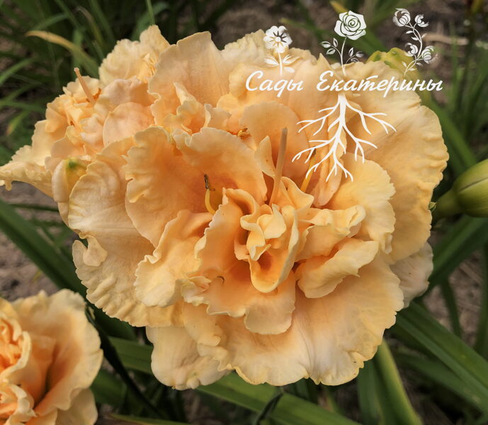 № 300 Siloam Peony Display