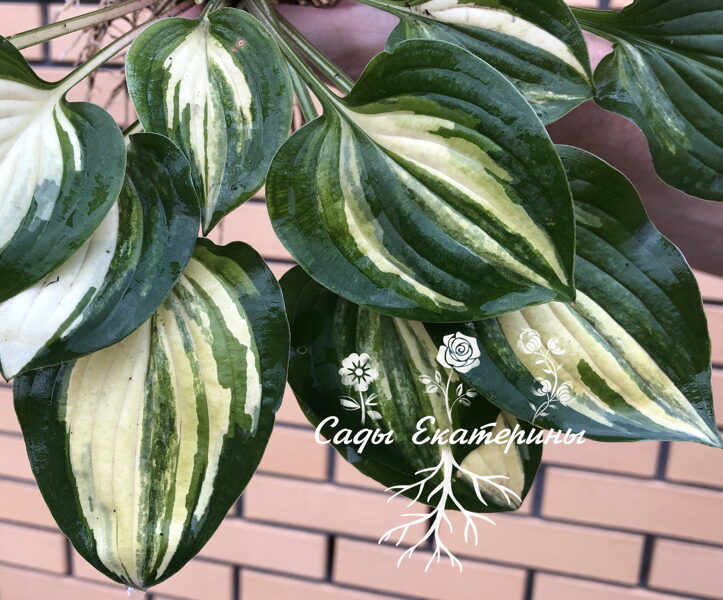  № 252  Charlotte's Web 