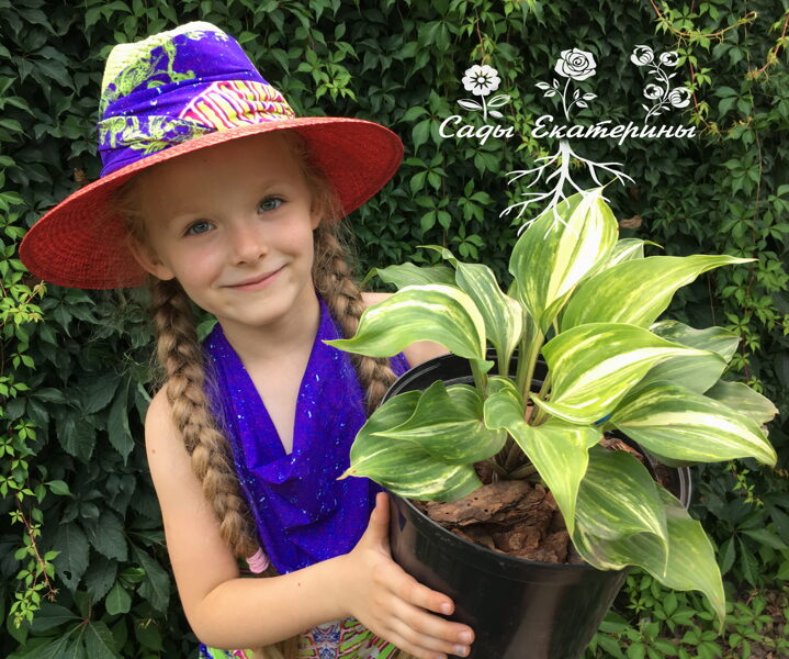 № 237    Tsuma Tajima 