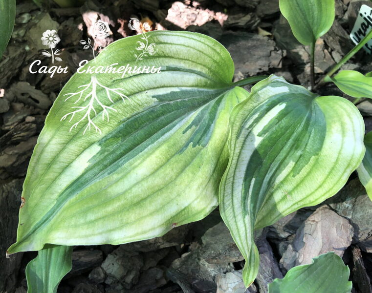  № 382 Iwa Urajiro Daifukurin