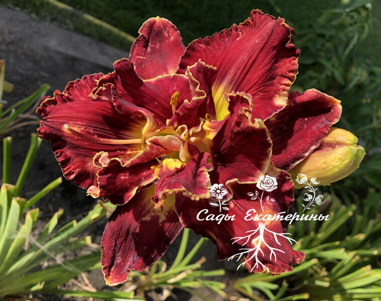 №229  WARM AND FUZZY