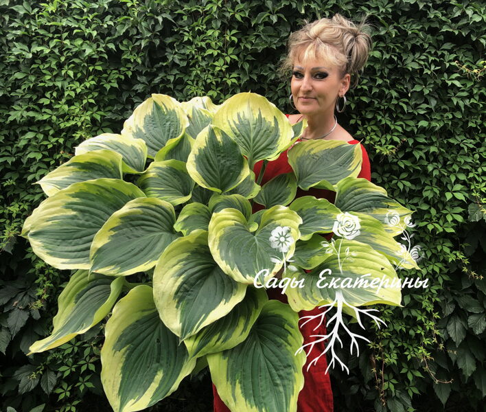 № 51 Liberty (Либерти)