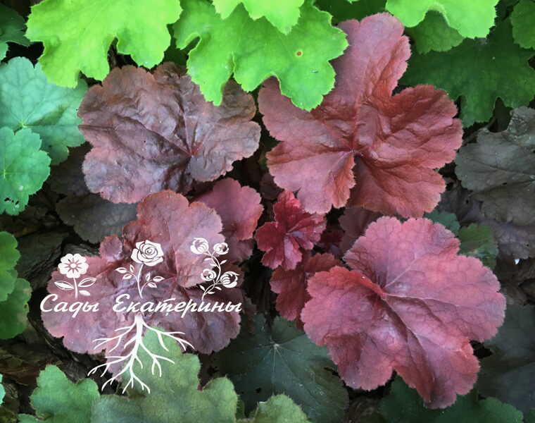  № 105  Northern Exposure Red   (Terra Nova Nurseries)